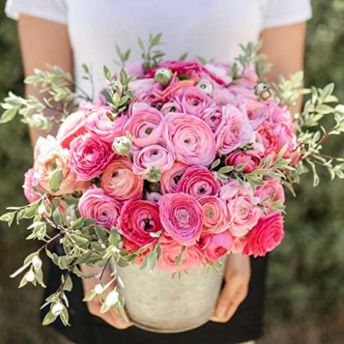 Eden Brothers Ranunculus Bulbs - Pink Confetti Mix by EdenBrothers