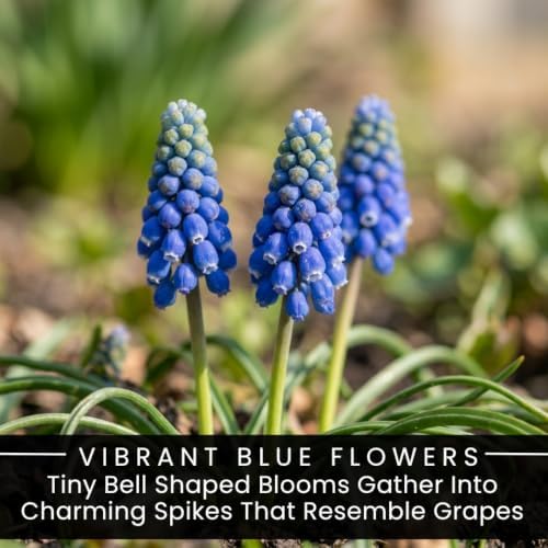15 Grape Muscari Bulbs | Blue Spring Flowers for Garden Borders and Pots - Image 2