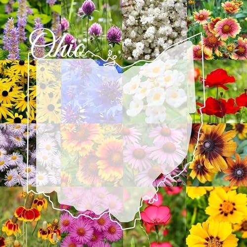Ohio Bulk Perennial and Annual Wildflower Seed Mix 1/4lb Covers 500sq-ft - Attract Pollinators, Multi-Color Non-GMO Blooms - Midwest US Species Plant in Spring/Fall (1/4 Pound) by PaperStreetPerennials