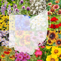Ohio Bulk Perennial and Annual Wildflower Seed Mix 1/4lb Covers 500sq-ft - Attract Pollinators, Multi-Color Non-GMO Blooms - Midwest US Species Plant in Spring/Fall (1/4 Pound) by PaperStreetPerennials
