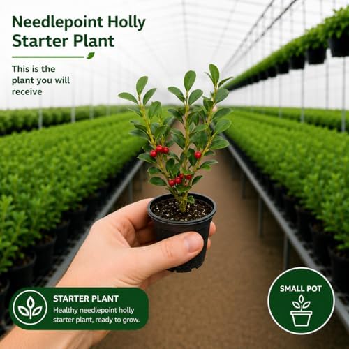 Needlepoint Holly Bush Live Plant, Small Size Holly Tree, Fast Growing Evergreen Shrub, Vibrant Red Winter Berries, Ideal for Privacy Hedges, Screens, and Landscaping - Image 2