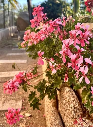 Set of 2 Live Ivy Geranium -Pelargonium Peltatum, Climbing Ivy Leaves with Pink Flowers, 2 Fully Rooted Plants 6-12" Long, Options of Single-Layer or Multi-Layer Petals - Image 2