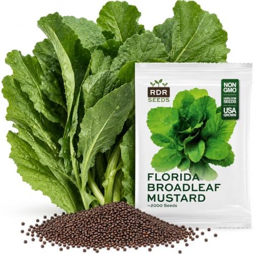 2000 Mustard Greens Seeds for Planting - Heirloom, Florida Broadleaf by RDRSeeds