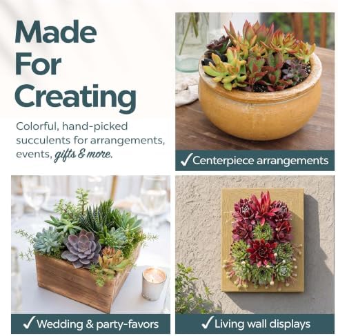 Mountain Crest Gardens Live Succulent Plant Bulk Assortment | 25 Mini Potted Succulents in 2 Inch Pots | Assorted Live Plants for Wedding Favors, DIY Crafts, Gifts, Centerpieces and Home Decor - Image 4