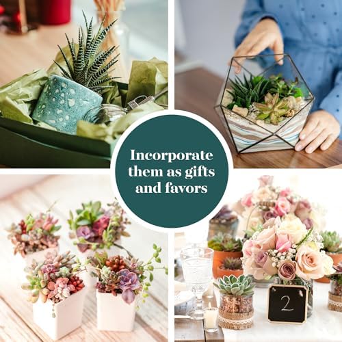 Shop Succulents Assorted Succulent Plant Pack Collection - Live Mini Succulent Plants, Low Maintenance, Mixture of Colors & Textures - Wedding and Party Favors, Gift & Garden, Pack of 12 - Image 5