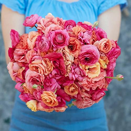 Eden Brothers Ranunculus Bulbs - Lipstick Mix - Image 2