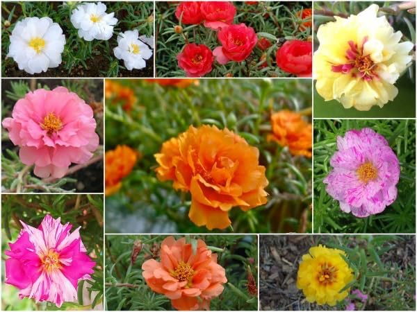 10,000+ Moss Rose Seeds – Heirloom Portulaca Seeds – Easy to Grow, Fast-Growing Annual Flower – Mixed Colors – Drought Tolerant, Non-GMO Ground Cover for Garden Landscaping - Image 5