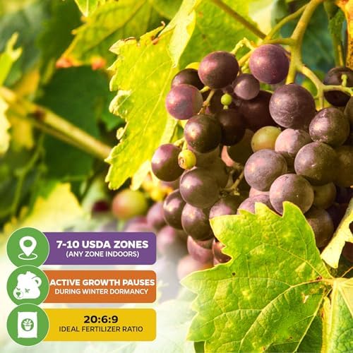 Carlos Muscadine Grape Vine (2-Pack) Live Plant by Wellspring Gardens - Image 5