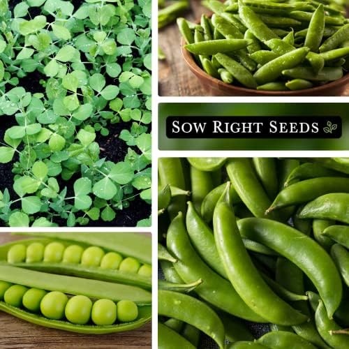 Sow Right Seeds - Sugar Snap Pea Seed for Planting Outdoors Vegetable - Image 5