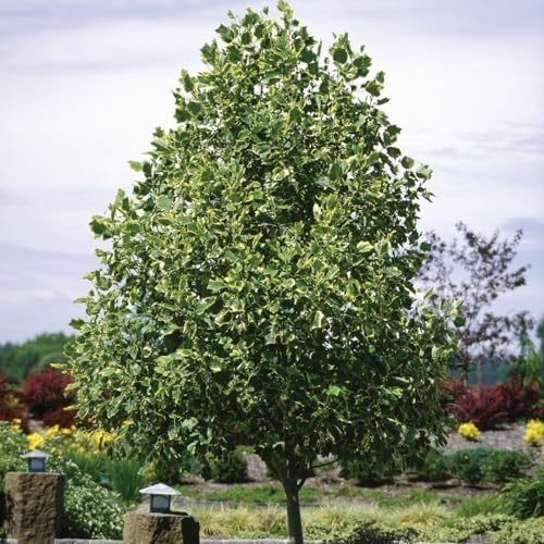Tuliptree, 1 Gallon Live Nursery Pot, Fast-Growing Flowering Shade Tree | Arbor Day Foundation (Due to Agricultural Laws, Unavailable to CA or AZ) - Image 5