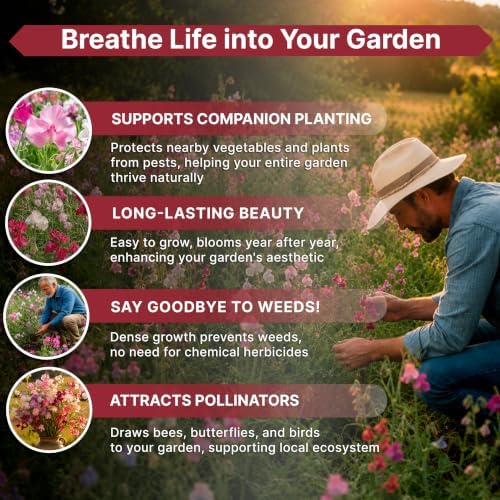 Sweet Pea Knee High Mix Seeds 1oz Over 330 Non-GMO Heirloom Seeds for Planting Flowers in Individual Packet, Home Indoor & Outdoor Gardening - Image 5
