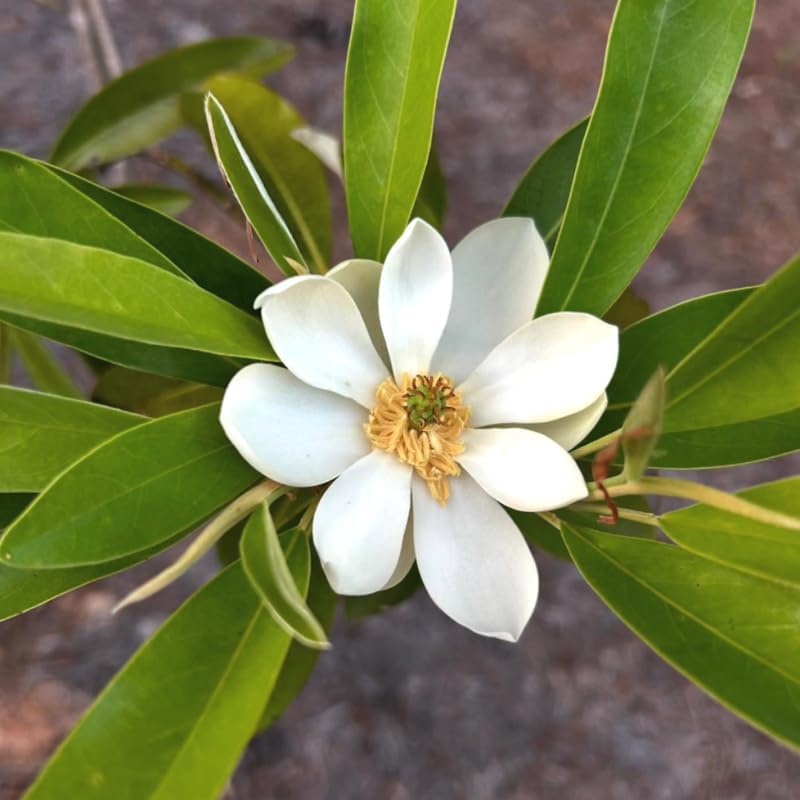 Sweetbay Magnolia Flower Tree, Hardy Ornamental Flowering Plant, Gallon Pot - Image 2