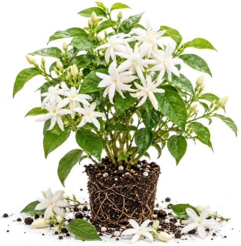 Belle of India Jasmine Vine Live Plant, Patio Container Flower, 4-7 Inches by UIOTER