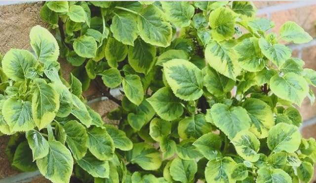 Hydrangea ‘Mirranda’ Live Variegated Climbing Vine – Rare Self-Clinging Hydrangea – Large White Lacecap Flowers – Hardy Shade Vine – 4” Pot - Image 5