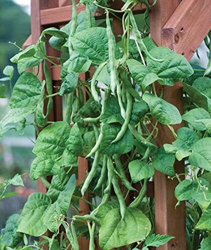 Burpee Kentucky Blue Pole Bean Seeds 2 ounces of seed - Image 4