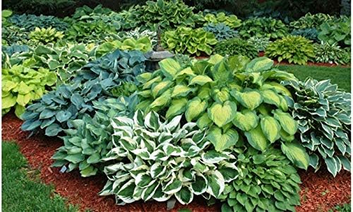 Best Deal on Amazon 9-Pack Hosta Bare Root Perennial Plants - Fresh from Our Farm Ship Fast Directly to you. Perfect for any home & garden grows year after year! - Image 4