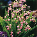 Votaniki Pink Lily of the Valley Bare Root - Hardy Perennial, Bell Shaped & Fragrant Flowers | Spring Flowers, Convallaria Majalis VAR. 'Rosea', Easy to Grow (12 Pack) by Votaniki