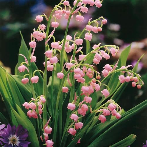 Votaniki Pink Lily of the Valley Bare Root - Hardy Perennial, Bell Shaped & Fragrant Flowers | Spring Flowers, Convallaria Majalis VAR. 'Rosea', Easy to Grow (12 Pack) by Votaniki