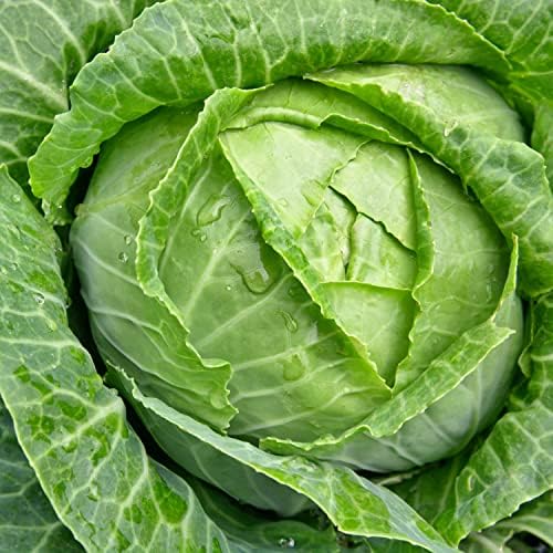 TKE Farms & Gardens - Cabbage Seeds for Planting, Golden Acre, 3 Grams, 700 Heirloom Seeds, Non-GMO, Packet Includes Instructions for Growing, Brassica oleracea, Qty 1 - Image 3