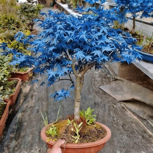 Bonsai Maple Seed for Planting, 15 Bonsai Maple Tree Seeds, Perennia Plants, Non-GMO Heirloom Maple Seed for Home Garden, Potted Decoration - Image 3