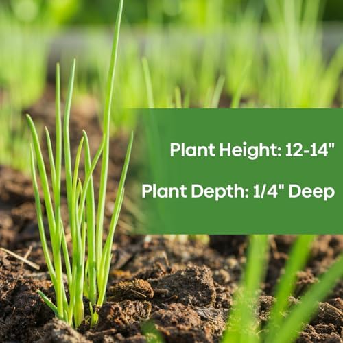Groundio 200+ Heshiko Japanese Bunching Green Onion Seeds | Non-GMO Heirloom | High Germination | Mild Scallions for Cooking (Allium fistulosum) - Image 5