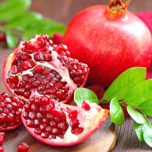 Pomegranate Wonderful Live for Sale (4 Pack) | Easy to Grow Plants | Edible Fruit Plant for Sustainable Living | Grow Your own Food on Your Edible Organic Garden| Live for Planting| 2 inch Pot - Image 2