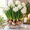 20 Paperwhite Flower Bulbs for Indoor Growing – Fragrant White Narcissus Bulbs for Forcing Indoors – Easy Winter Blooms for Pots, Bowls & Holiday Displays, 20 Bulbs by CZGrain