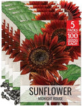 Seed Needs Midnight Rouge Sunflower Seeds to Plant Cut Flowers - 5 Packs by SeedNeeds