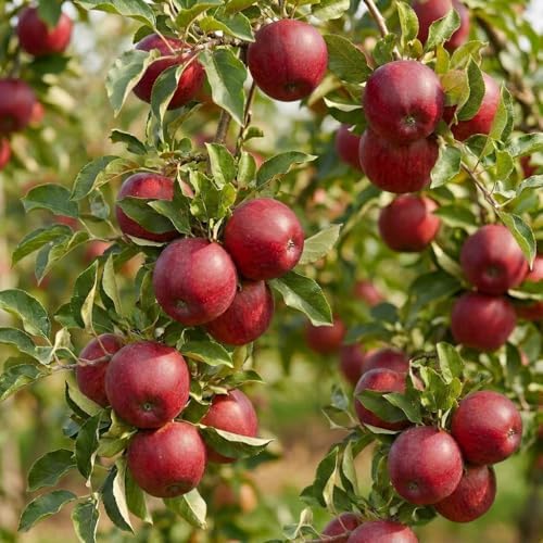Apple Tree Saplings – 3 Live Dormant Apple Trees for Planting, Cold Hardy Fruit Tree Starts for Backyard Orchard, Garden & Container Growing - Ships Bare Root by CZGrain