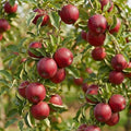3 Apple Tree Live Plants for Growing – Ship Dormant - Approx 12 Inches Tall - Cold Hardy Fruit Tree Starts for Backyard Orchard, Garden & Container Growing by CZGrain