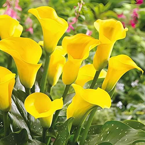 Votaniki Gold Rush Calla Lily Bulbs - Long Lasting Blooms, Perennial Calla Lily, Vibrant Yellow Flowers for Garden - Easy to Grow and Low Maintenance (4 Pack) by Votaniki