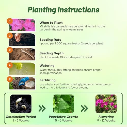 Outsidepride Pink Four O'clock Flower Seeds - 1/4 lb Perennial Fragrant, Trumpet-Shaped Blooms, Deer-Proof & Easy to Grow, for Pollinator & Evening Gardens, Containers, Hedges, or Borders - Image 4