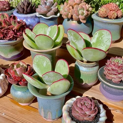 Live Succulents Plants Echeveria 'White Eyebrow' 3.5 inches,Rare Green Succulents Bare Root Without Pot Soil, Live Plants Indoor Office Decoration Wedding and Gift - Image 5