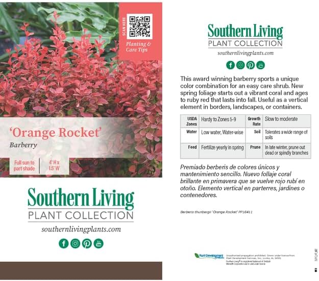 Southern Living Orange Rocket Barberry Shrub, Coral-Orange to Ruby Red Foliage, 1 Gallon - Image 2