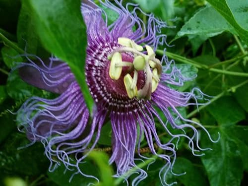 Incense - Passion Flower Vine - Passiflora Incarnata Hybrid - Live Buttefly Plant - Fragrant Purple Bloom - Emerald Goddess Gardens - Starter Sz 4 Inch Pot - Image 2