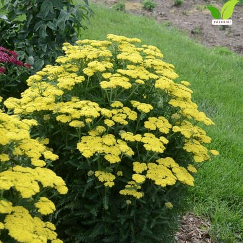 Votaniki Firefly Sunshine Yarrow Bare Root Perennial Bright Yellow Flowers Summer Blooming Drought Tolerant Upright Plant for Garden Borders Cut Flowers Outdoor Growing (Pack of 1) - Image 4
