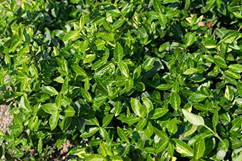 Greenwood Nursery: Live Ground-Cover Plants - Purple WinterCreeper + Euonymus Fortunei Coloratus - [Qty: 200 Bare Roots] - (Click for Other Available Plants/Quantities) - Image 3