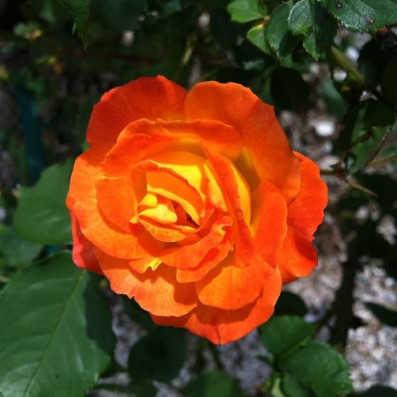 Orange Climbing Roses Live Plants, Fragrant Starter 5-9" Tall - Image 6