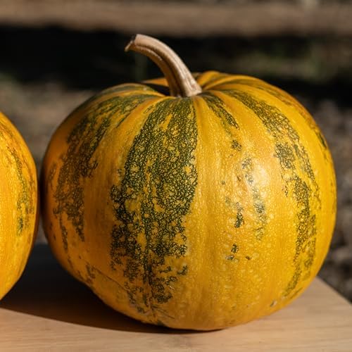 Organic Styrian Pumpkin Seeds for Planting: 20 Count - Image 6