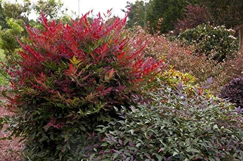 2.5Qt SL Obsession Nandina - Image 3