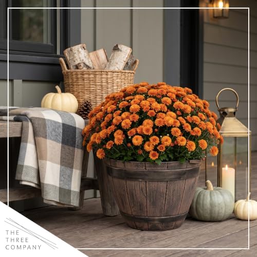 Chrysanthemum (Whiskey Barrel Deco Pot), Orange Blooms, Live Fall Flowering Perennial, 15" Tall by 12" Wide in 3 Qt Pot - Image 7