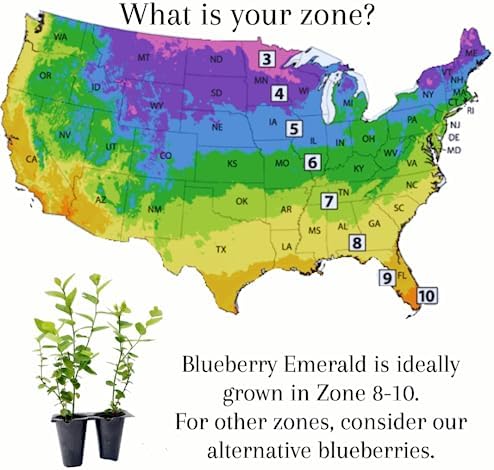 Blueberry Plant Emerald Live for Sale (4 Pack) | Easy to Grow Plants | Edible Fruit Plant for Sustainable Living | Grow Your own Food on Your Edible Organic Garden | Live for Planting | No Seeds - Image 5