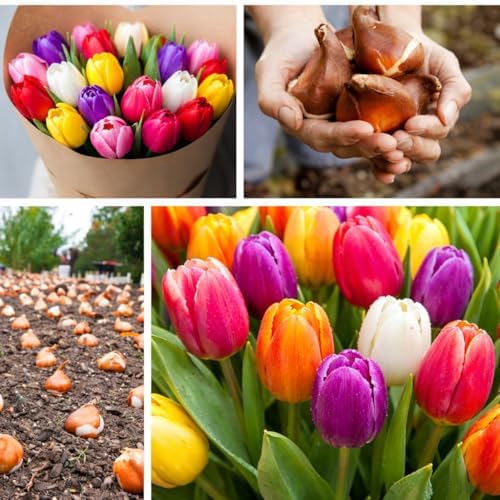Mixed Rainbows Tulip Bulbs for Planting - Huge Bulbs for Colorful Flowers, Grow Huge Rainbow Colors - Stunning Spring Displays - Exotic Flowers for Gardens (20 Bulbs) - Image 5