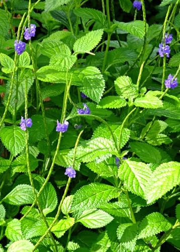 Blue Porterweed Plants | Pack of 2 (Two) | 5-9 Inch Stachytarpheta Jamaicensis | Blue Snake Weed | Fast-Growing Butterfly Magnet for Butterfly Gardens & Patios | Continuous Blooming Native Perennial - Image 2