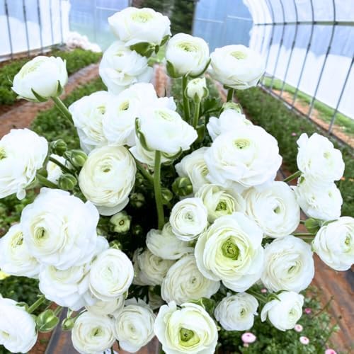 25 White Ranunculus Bulbs for Planting, Peony Perennial Flower - Image 6