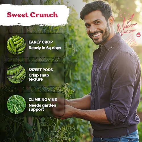 100 Sugar Snap Pea Heirloom Vegetable Seeds for Planting, Pisum Sativum - Image 4
