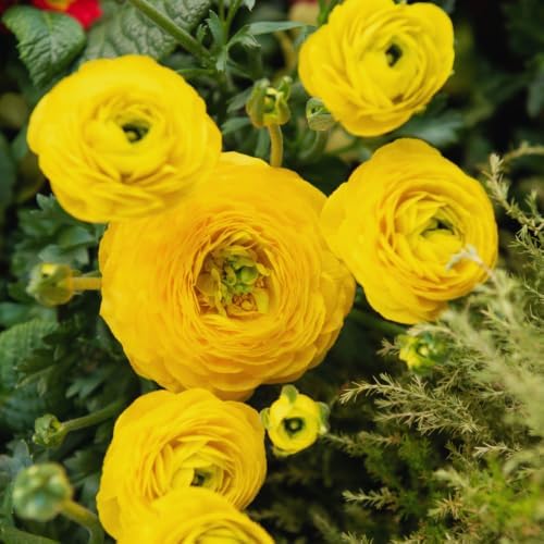 25 Yellow Ranunculus Bulbs for Fall Planting, Ranunculus Flower Spring by TANKDA
