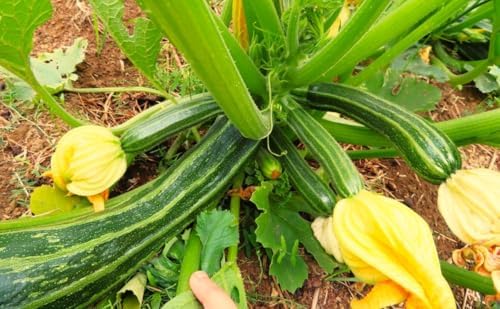 Cocozelle Zucchini Seeds - 1 Pound ~ 3400+ Count - for 2026 Planting Italian Striped Summer Squash Heirloom Zucchinis Napoli Costata Romanesco Garden Vegetable Grow Your Own Home Farm - Image 2