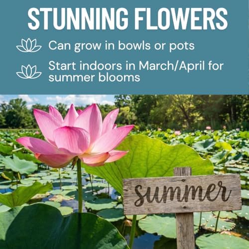 Lotus Seeds for Planting – 45 Pack Water Lotus Flower Seeds, Grow in Bowl, Koi Pond or Container, Easy Aquatic Bonsai Plants, Water Garden Flowers, Fast Sprouting, Beginner Friendly - Image 5