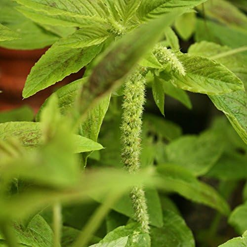 300 Jamaican CALLALOO SEEDS (Edible Amaranth) Real Jamaican Organic Heirloom - Image 2